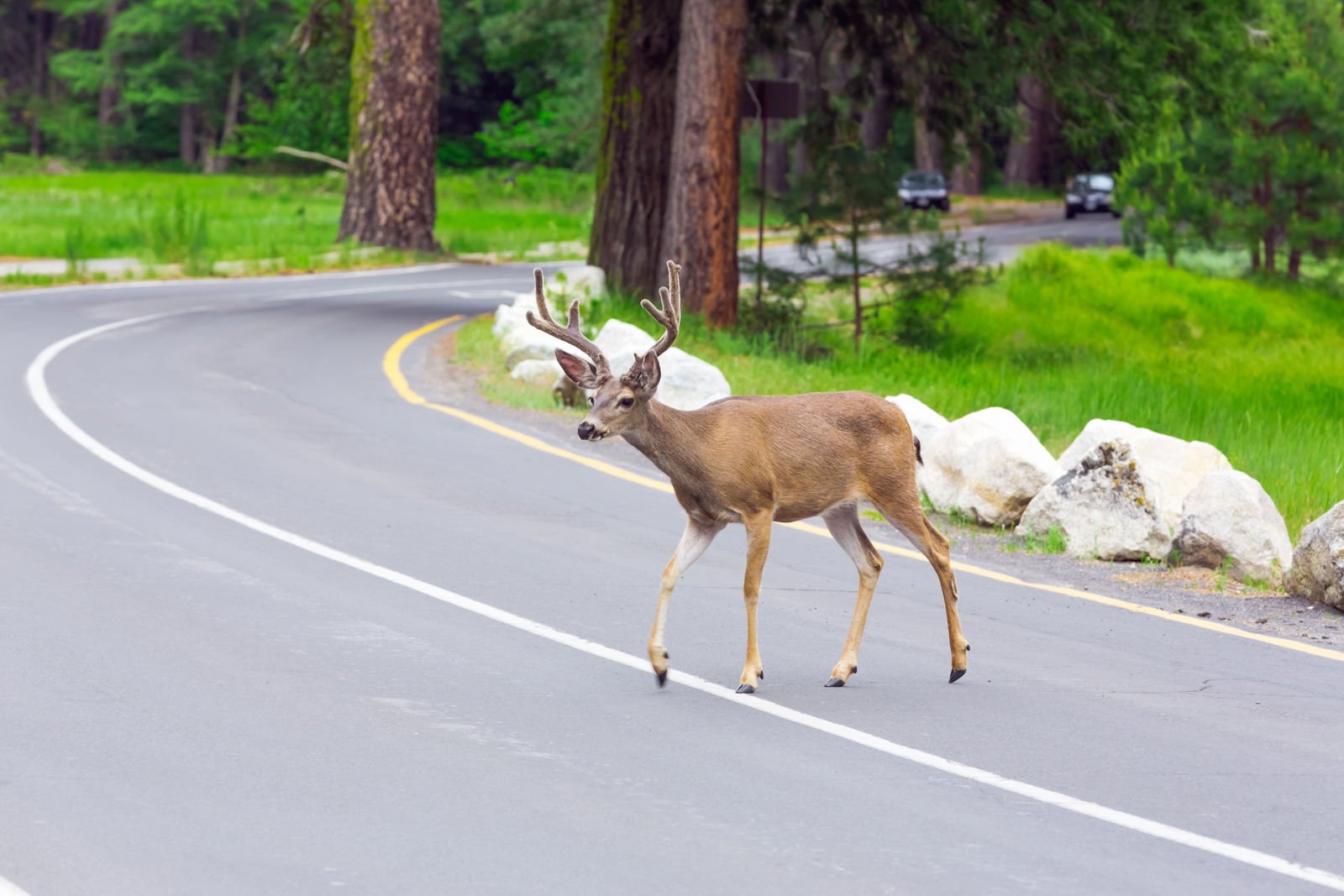 Will my car insurance go up if I hit a deer with my car?